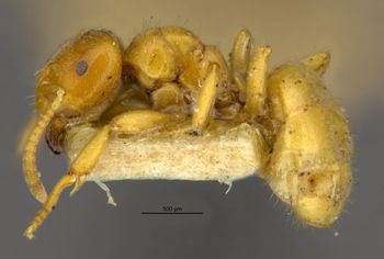 Media type: image;   Entomology 9204 Aspect: habitus lateral view